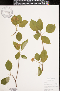 Cornus alternifolia image