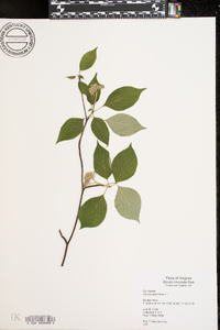 Cornus alternifolia image