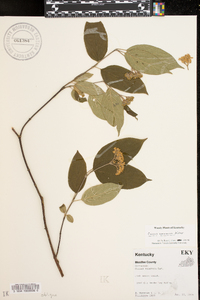 Cornus racemosa image