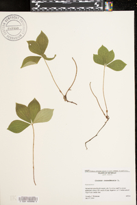 Cornus canadensis image