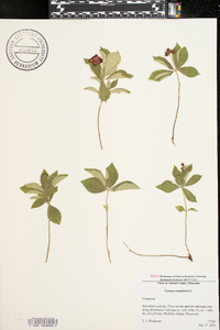 Cornus canadensis image