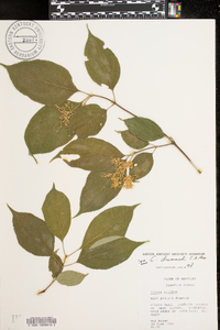 Cornus priceae image