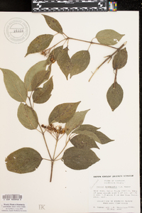 Cornus drummondii image