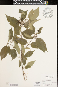 Cornus drummondii image