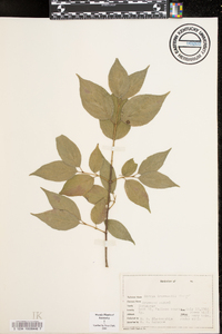 Cornus drummondii image