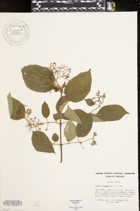 Cornus drummondii image