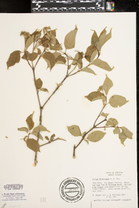 Cornus drummondii image