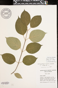 Cornus drummondii image