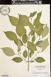 Cornus drummondii image