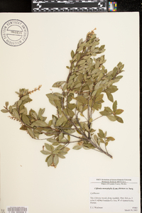 Cliftonia monophylla image