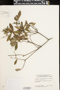 Cliftonia monophylla image