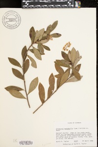 Cliftonia monophylla image