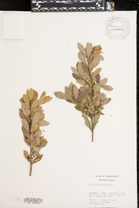 Cliftonia monophylla image