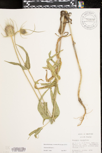 Dipsacus fullonum image