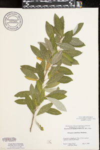 Elaeagnus umbellata image