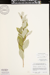 Elaeagnus multiflora image
