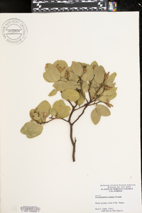 Arctostaphylos patula image