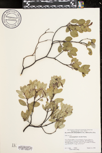 Arctostaphylos viscida image