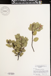 Arctostaphylos viscida image