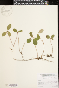 Gaultheria procumbens image