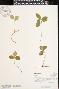 Gaultheria procumbens image