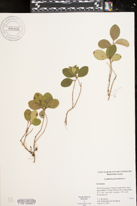 Gaultheria procumbens image