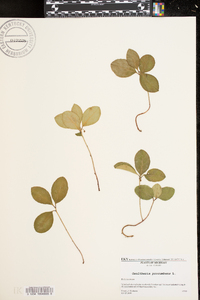 Gaultheria procumbens image