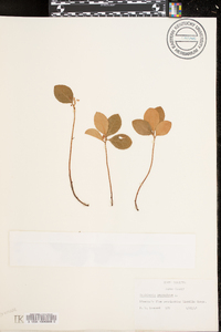 Gaultheria procumbens image