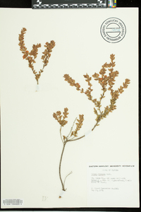 Kalmia hirsuta image