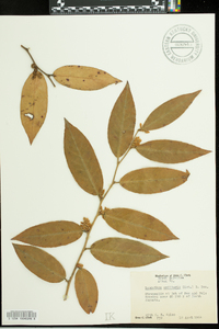 Leucothoe axillaris image