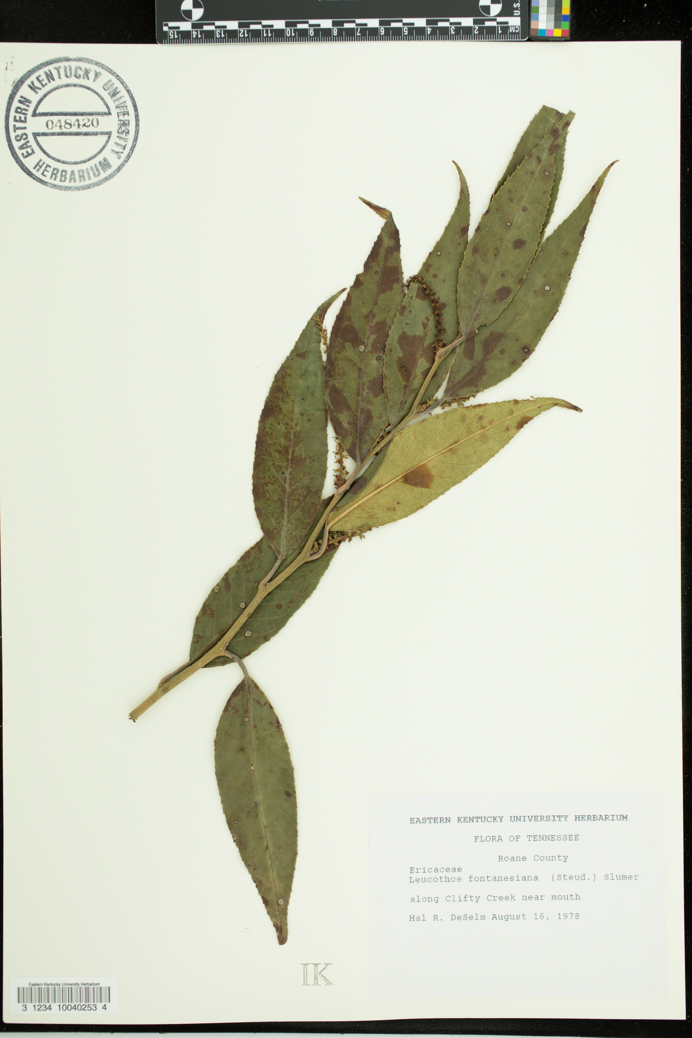 Leucothoe fontanesiana image