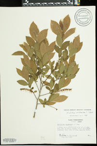Leucothoe racemosa image