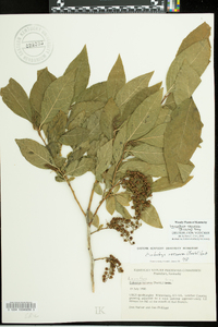 Leucothoe recurva image