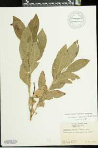 Leucothoe recurva image