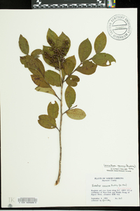 Leucothoe recurva image