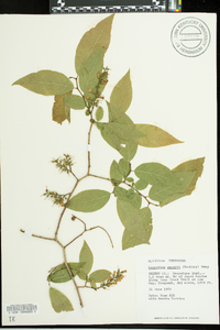 Leucothoe recurva image