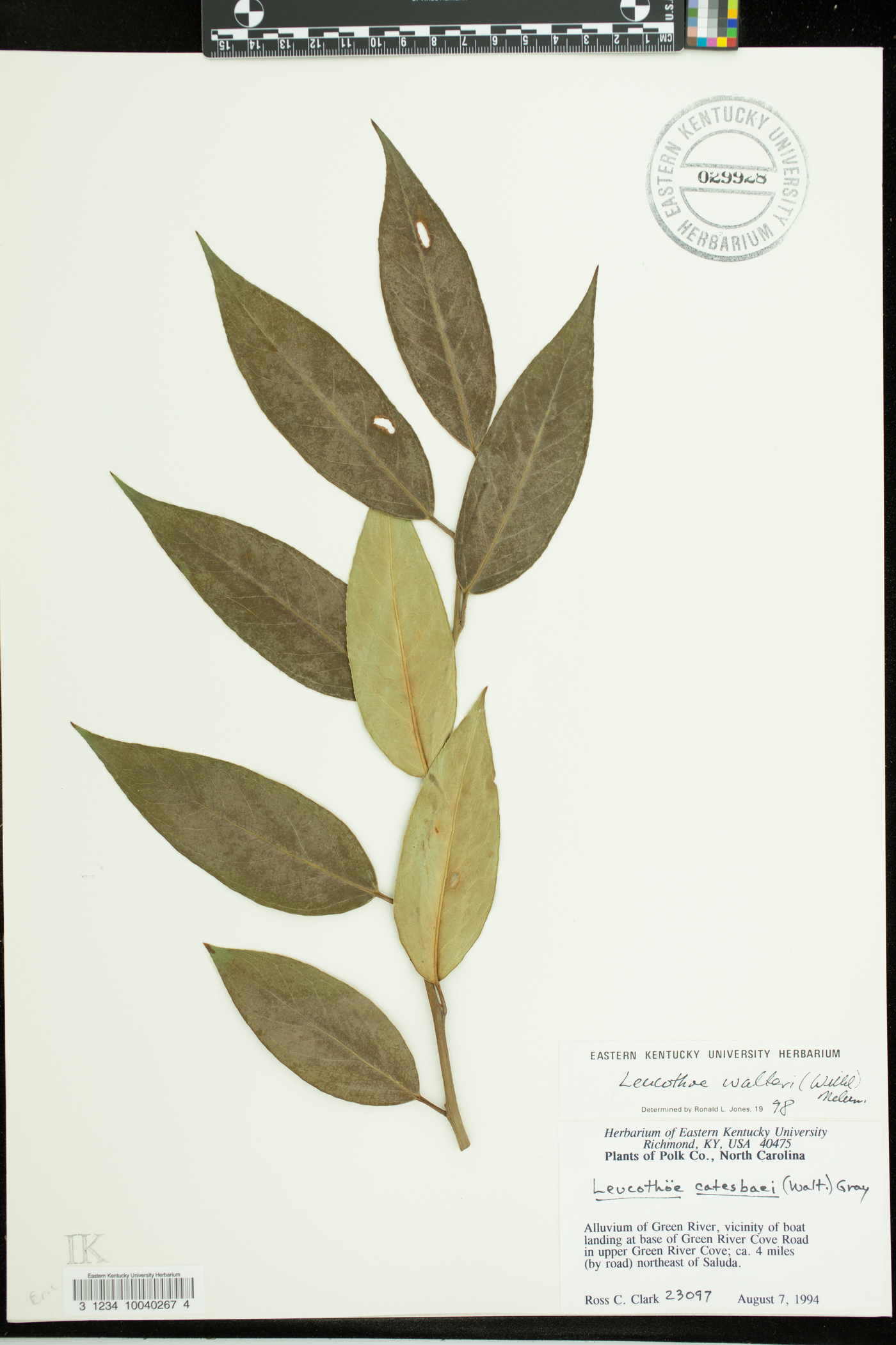 Leucothoe walteri image