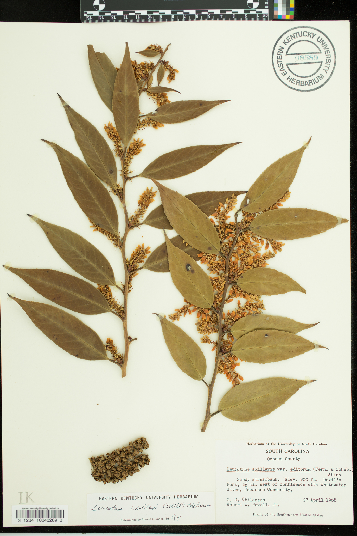 Leucothoe walteri image