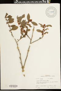 Lyonia lucida image