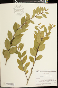 Lyonia lucida image