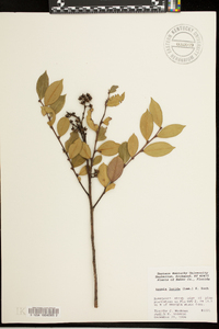 Lyonia lucida image