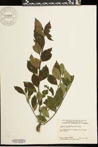 Lyonia lucida image