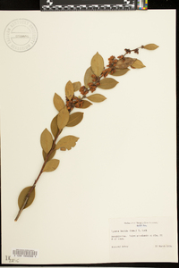 Lyonia lucida image