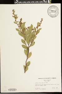 Lyonia lucida image