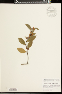 Lyonia lucida image