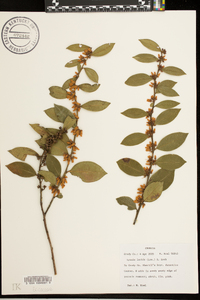 Lyonia lucida image