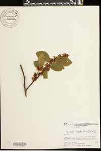 Lyonia lucida image