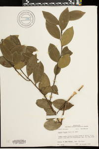 Lyonia lucida image