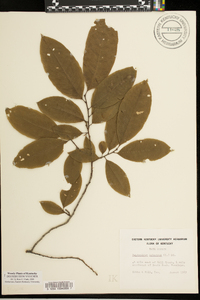 Oxydendrum arboreum image