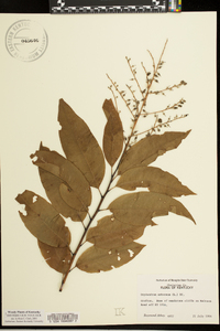 Oxydendrum arboreum image